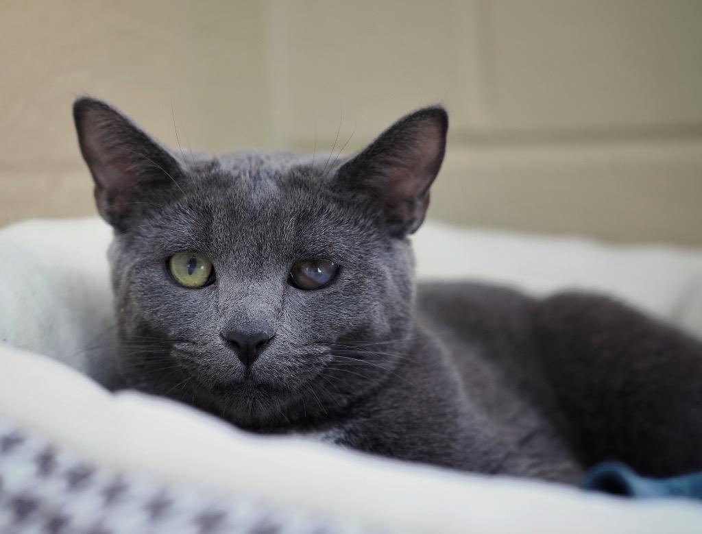 Triplet, a Adoptable mixed breed in Cincinnati, OH image 3/6