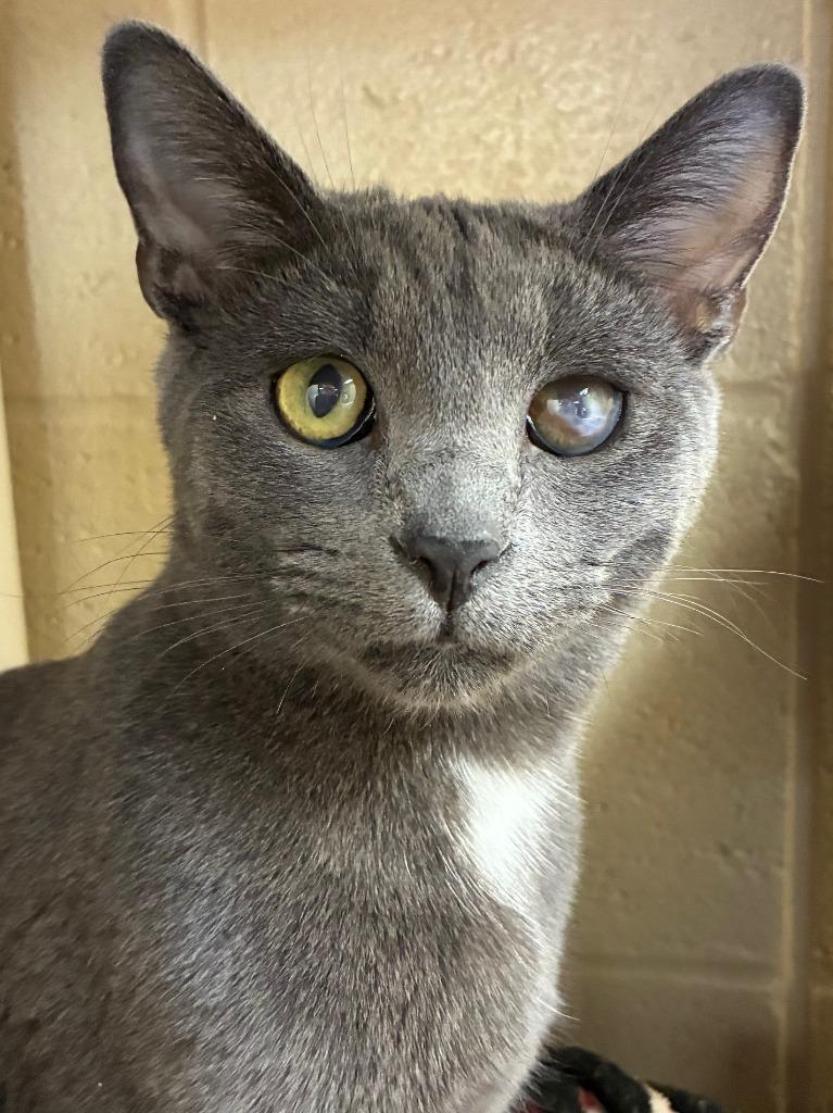 Triplet, a Adoptable mixed breed in Cincinnati, OH image 4/6