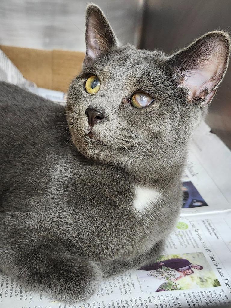 Triplet, a Adoptable mixed breed in Cincinnati, OH image 5/6