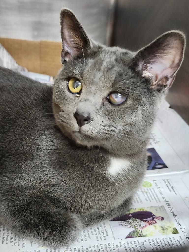 Triplet, a Adoptable mixed breed in Cincinnati, OH image 6/6