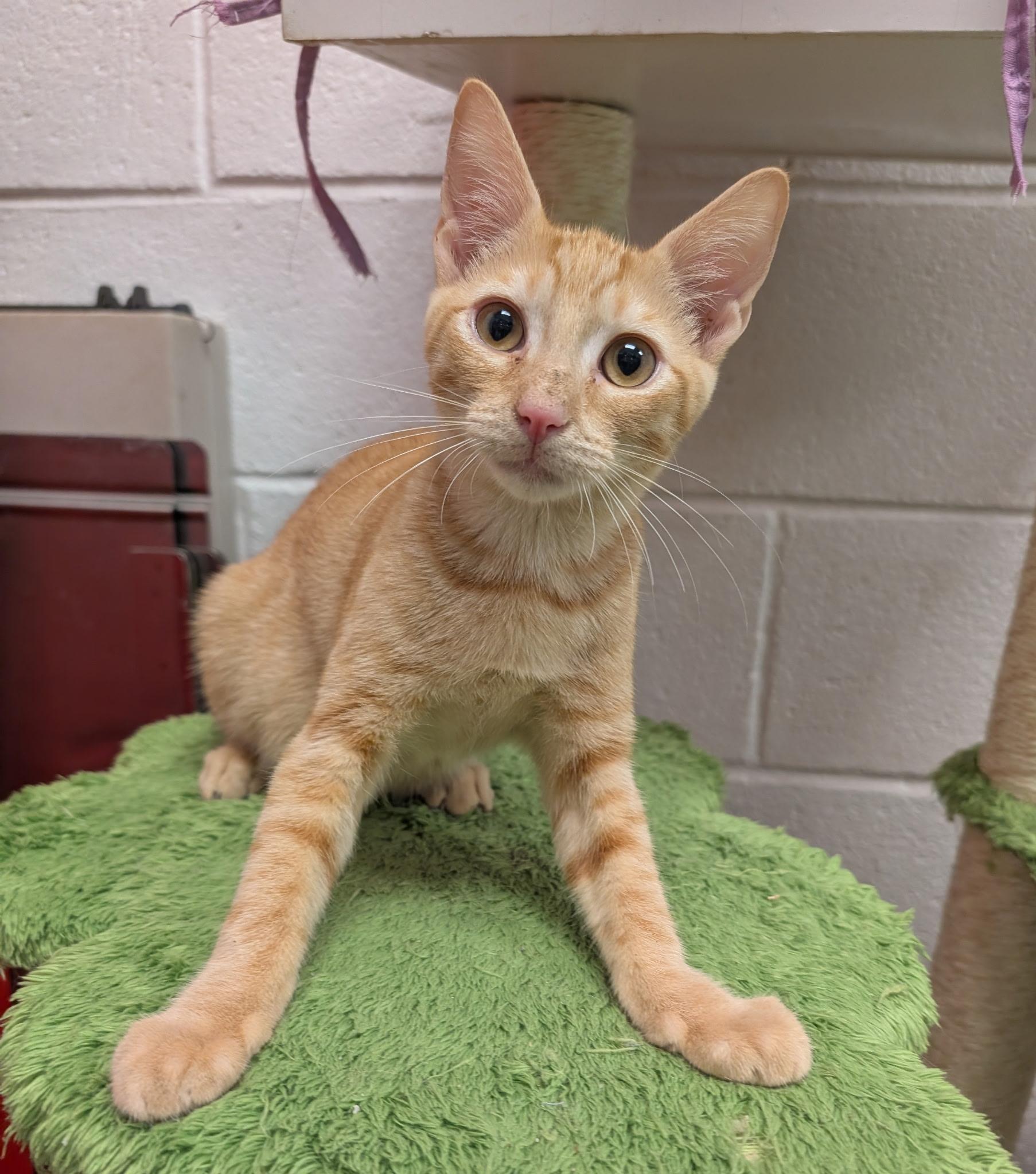 Enlarge Daytona, a Adopted Domestic Short Hair in Smithfield, NC image 2/4