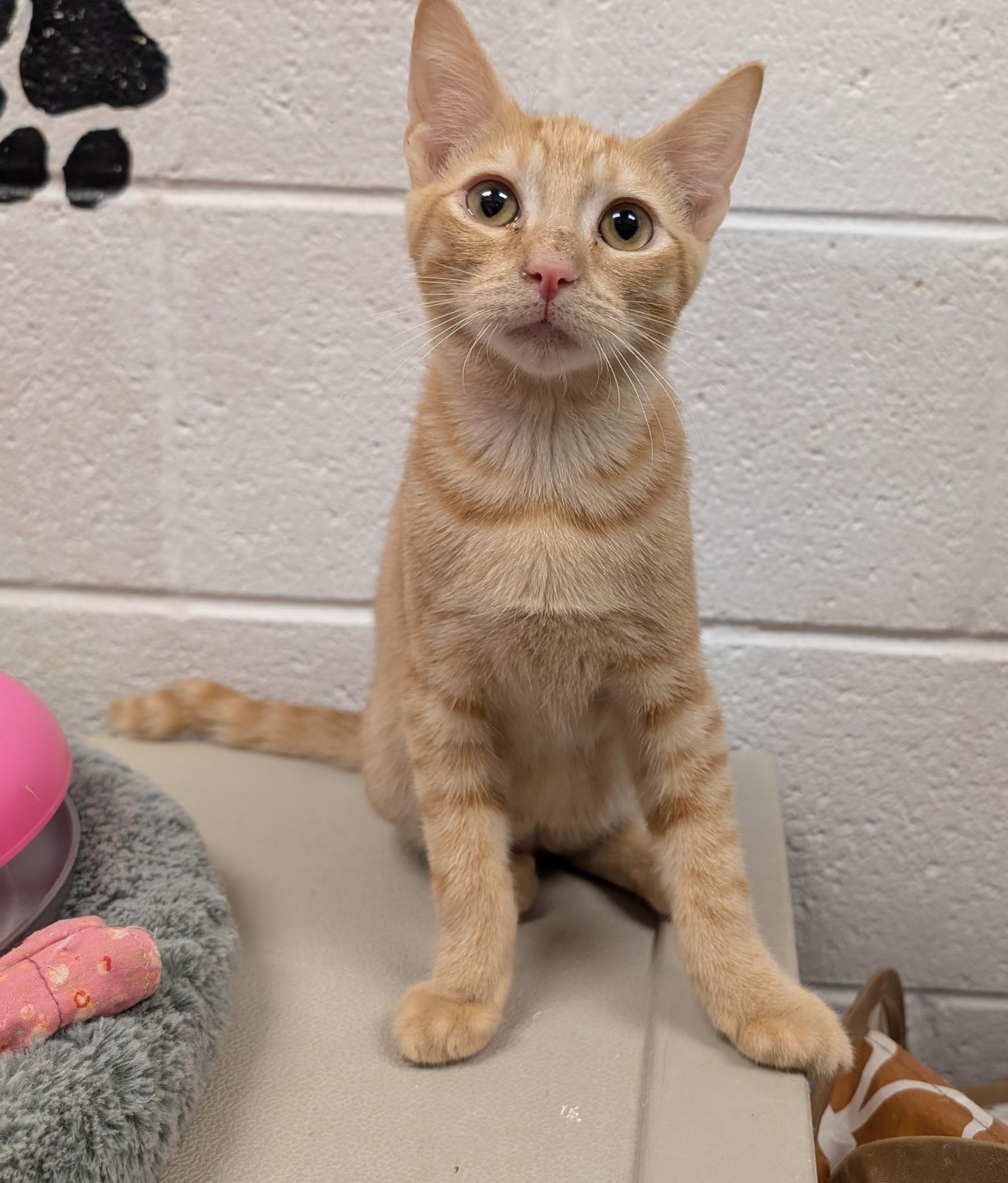 Enlarge Daytona, a Adopted Domestic Short Hair in Smithfield, NC image 4/4