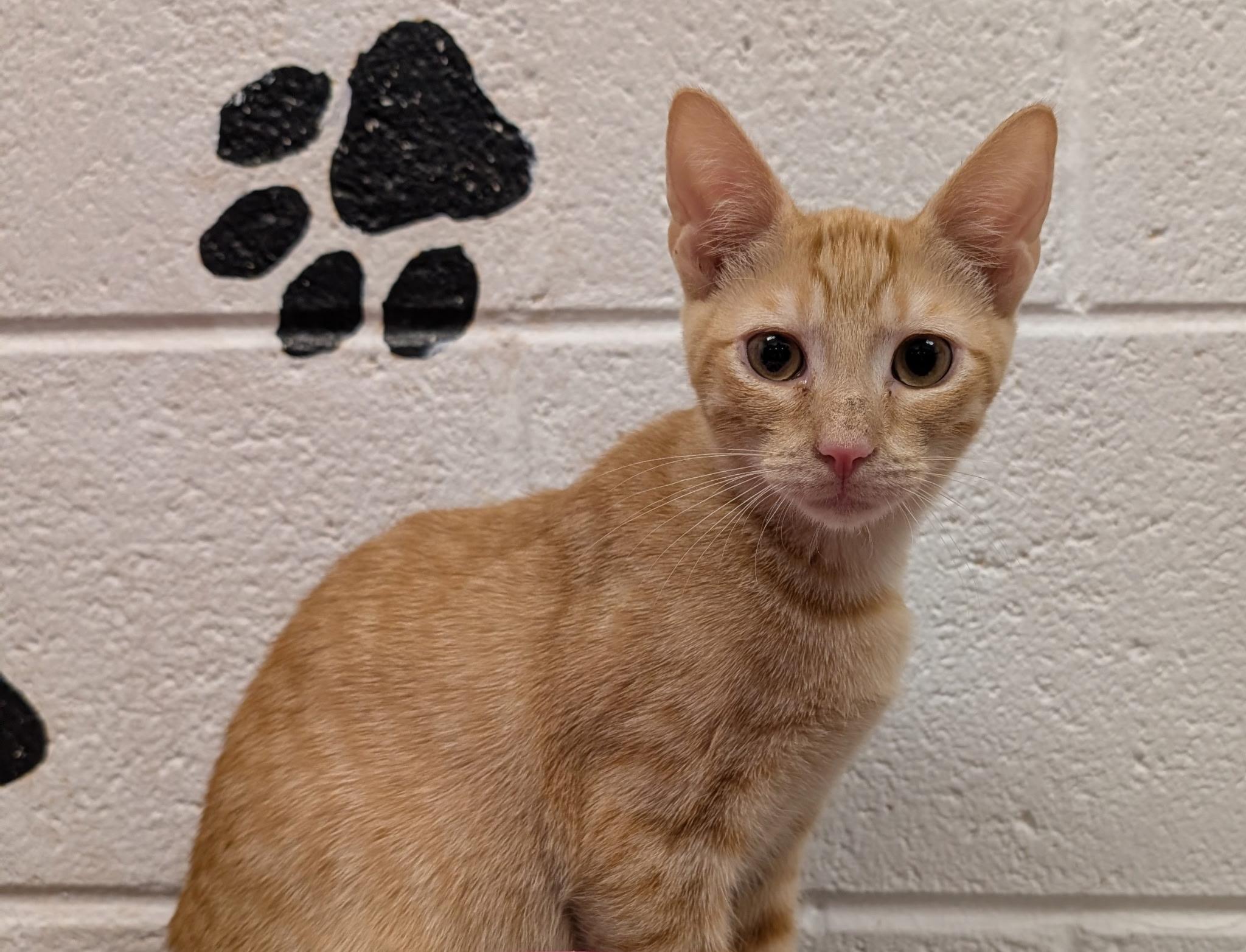 Enlarge Daytona, a Adopted Domestic Short Hair in Smithfield, NC image 3/4