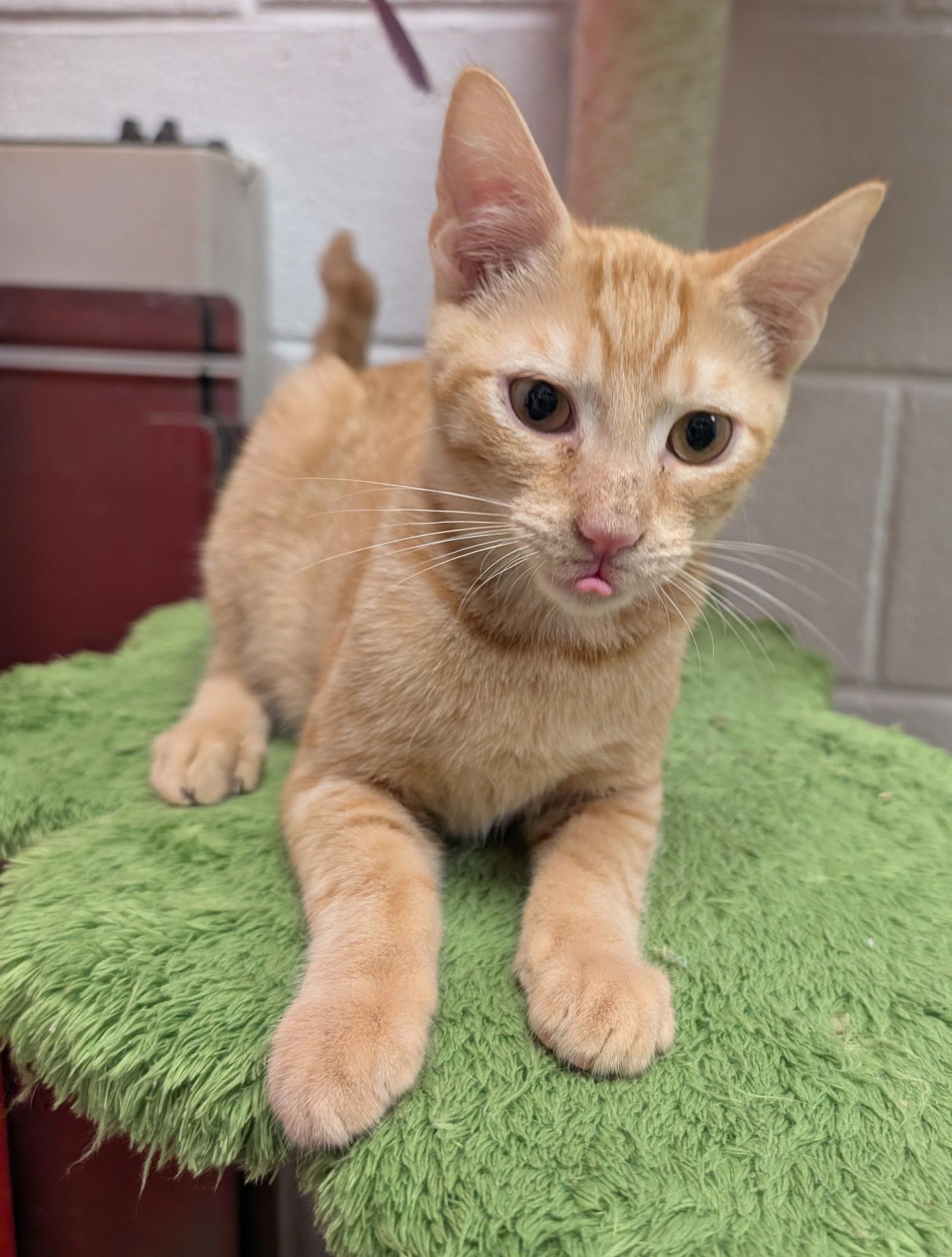Enlarge Daytona, a Adopted Domestic Short Hair in Smithfield, NC image 1/4