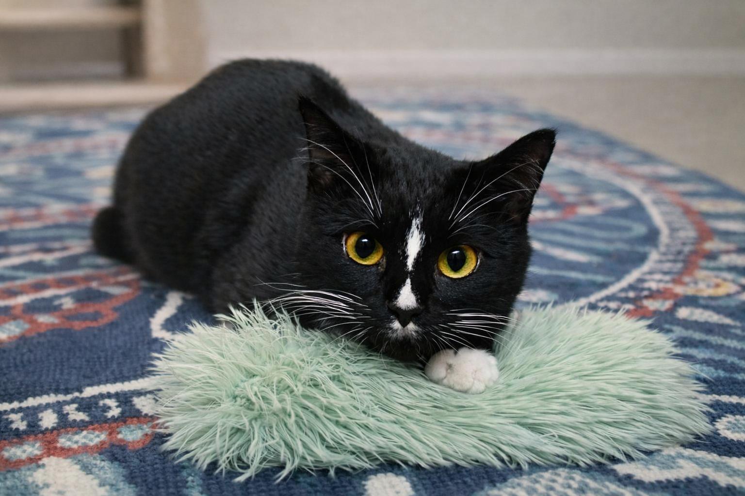Enlarge Gia-The One Everyone Keeps Missing, a Adoptable Tuxedo in Hillsboro, TX image 1/6