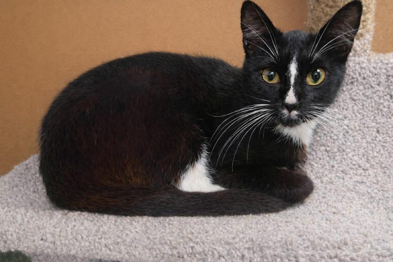 Enlarge Gia-The One Everyone Keeps Missing, a Adoptable Tuxedo in Hillsboro, TX image 3/6
