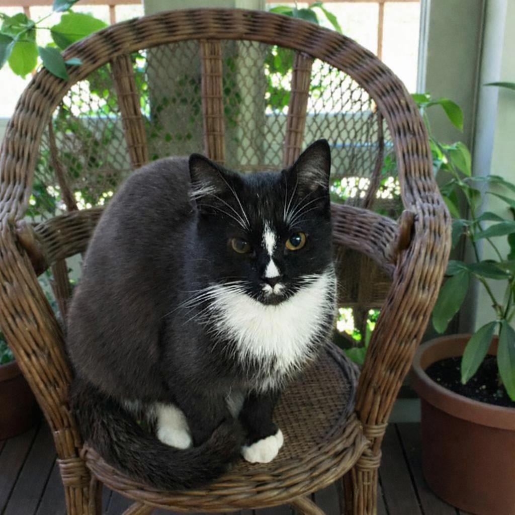 Enlarge Gia-The One Everyone Keeps Missing, a Adoptable Tuxedo in Hillsboro, TX image 4/6