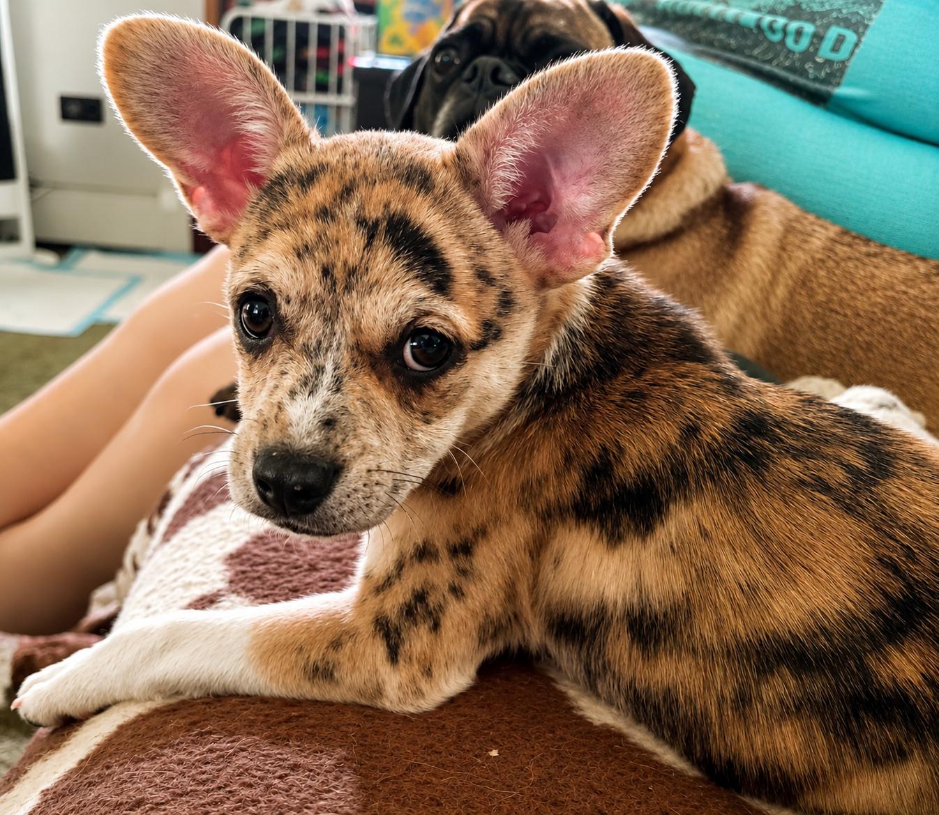 Laverne, ADOPTABLE, Puppy Female Mixed Breed.