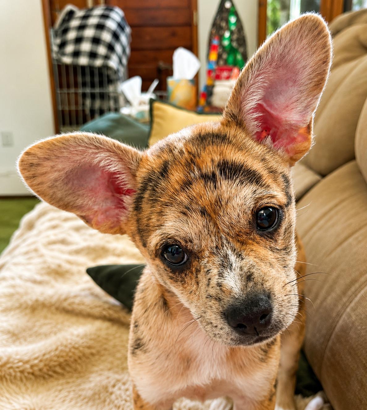 Laverne, a ADOPTABLE Mixed Breed in Kenosha, WI image 2/3