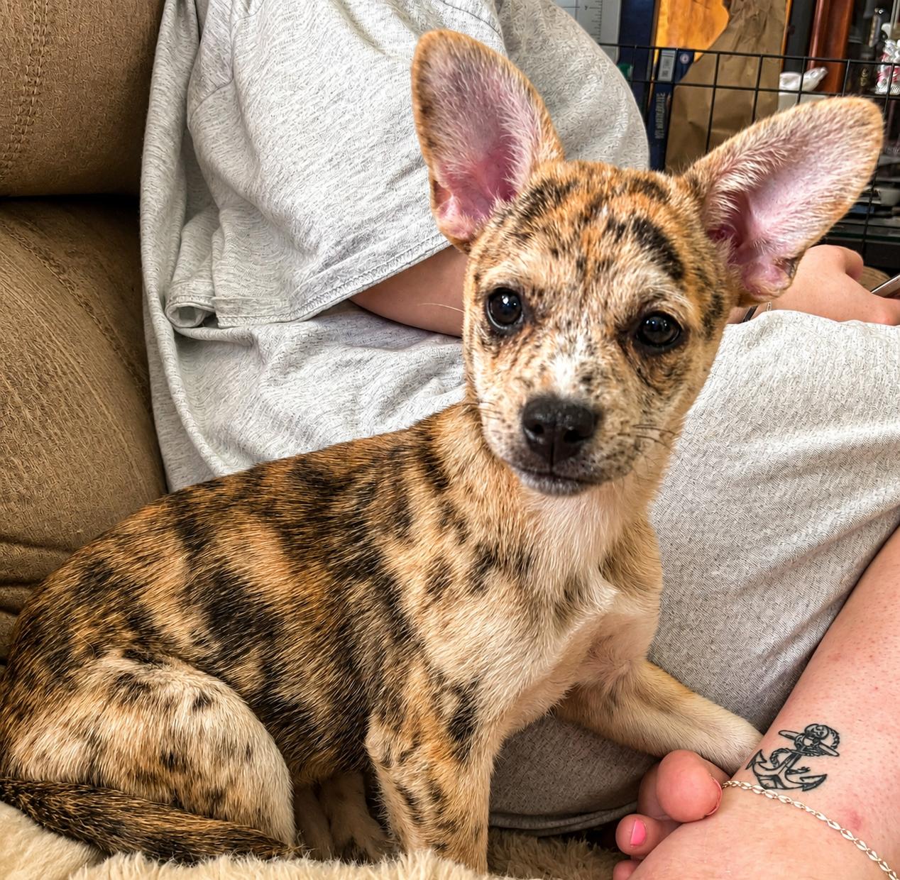 Laverne, a ADOPTABLE Mixed Breed in Kenosha, WI image 3/3