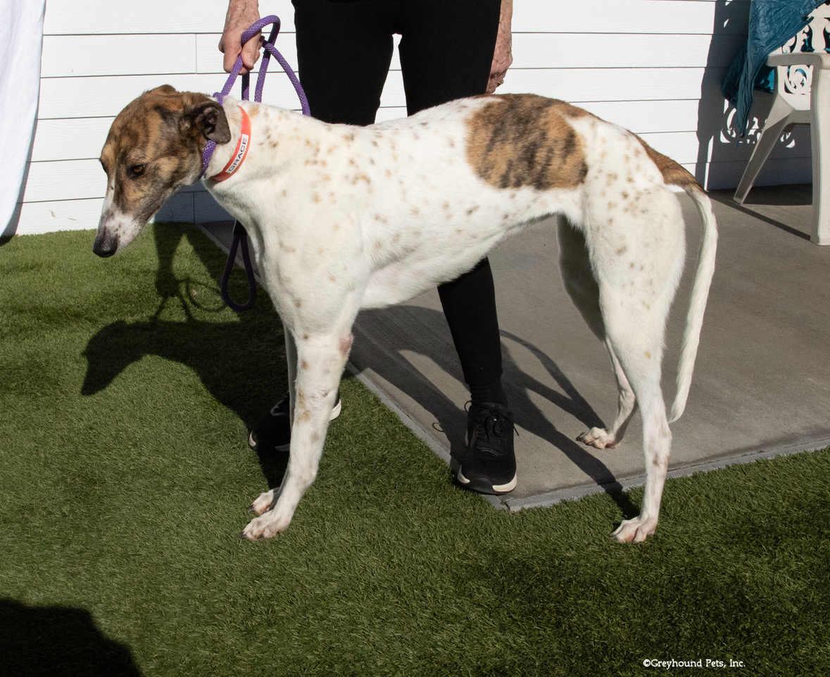 Enlarge Grace, a Adopted Greyhound in Woodinville, WA image 1/2