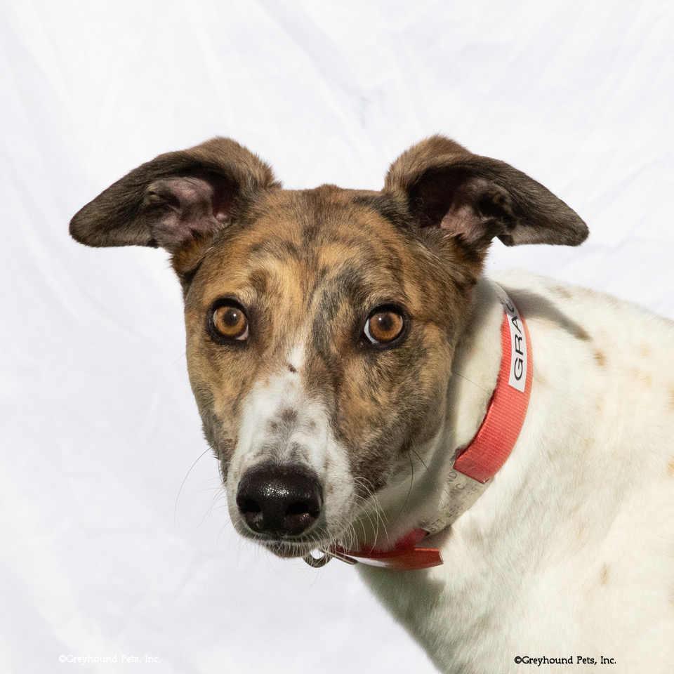 Enlarge Grace, a Adopted Greyhound in Woodinville, WA image 2/2