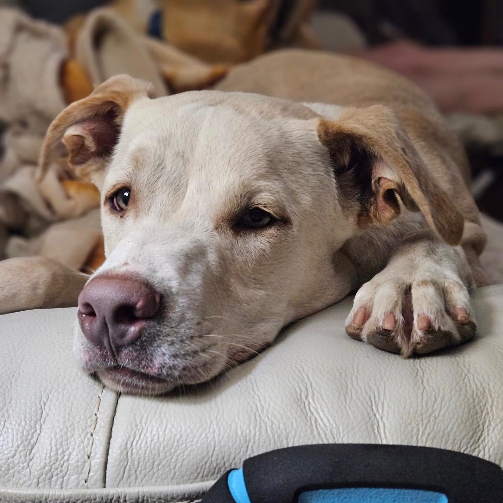 Sheldon/Mr. Grumps, Adoptable, Young Male Mixed Breed.