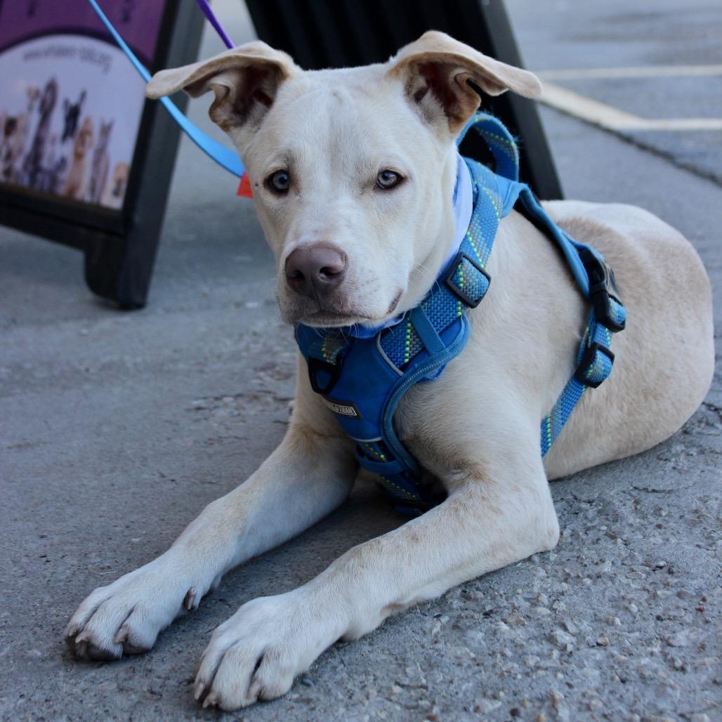 Sheldon/Mr. Grumps, Adoptable, Young Male Mixed Breed.