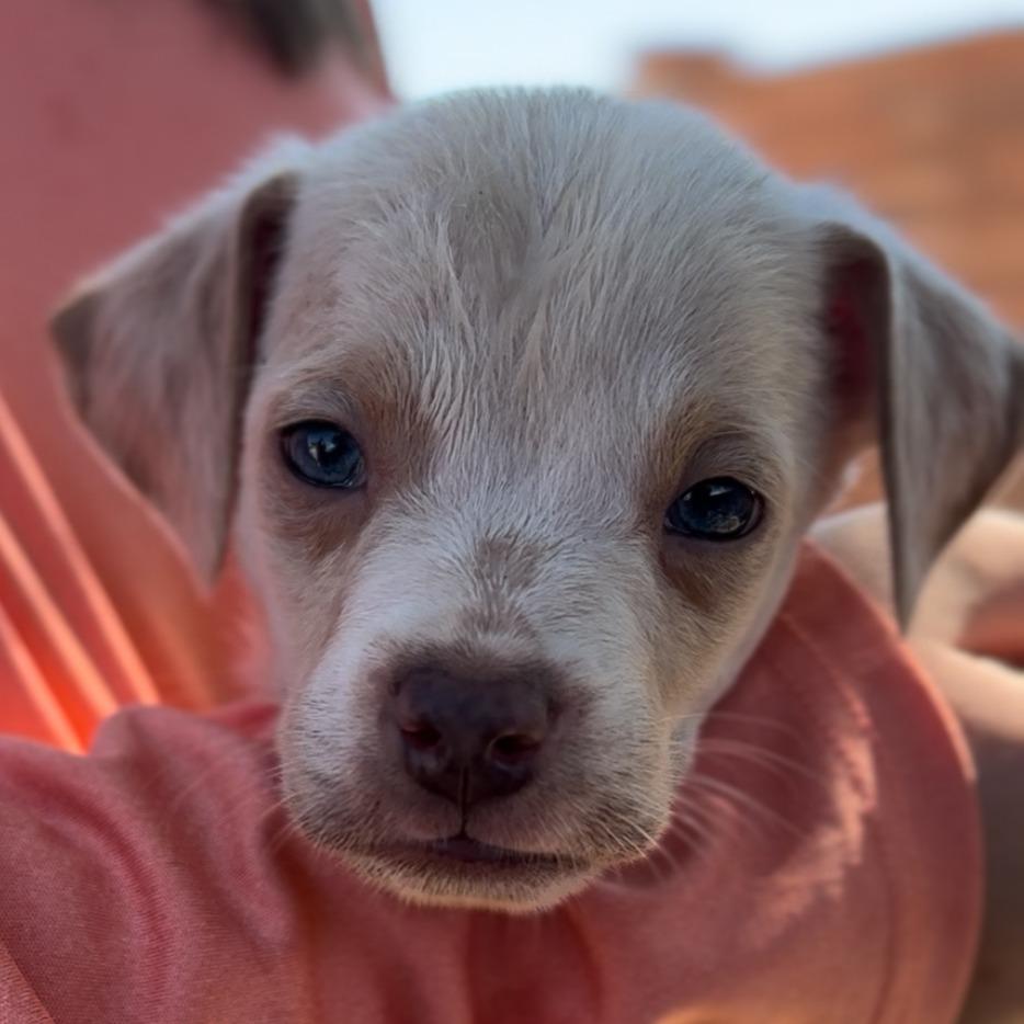 Enlarge Sheldon/Mr. Grumps, a Adoptable Mixed Breed in Midland, TX image 2/3