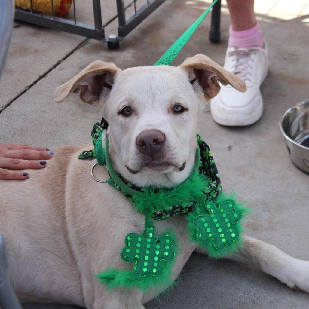 Enlarge Sheldon/Mr. Grumps, a Adoptable Mixed Breed in Midland, TX image 3/3