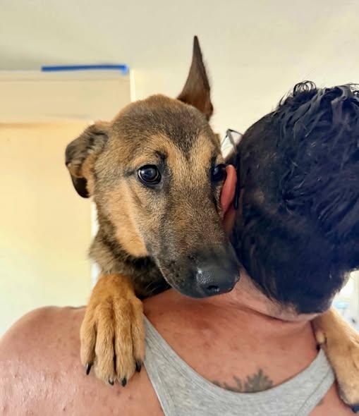 Enlarge Cheyenne, a ADOPTABLE German Shepherd Dog in Brookfield, CT image 2/6