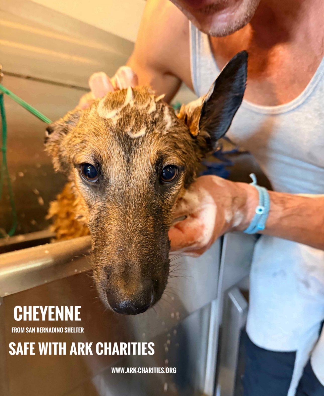 Enlarge Cheyenne, a ADOPTABLE German Shepherd Dog in Brookfield, CT image 6/6