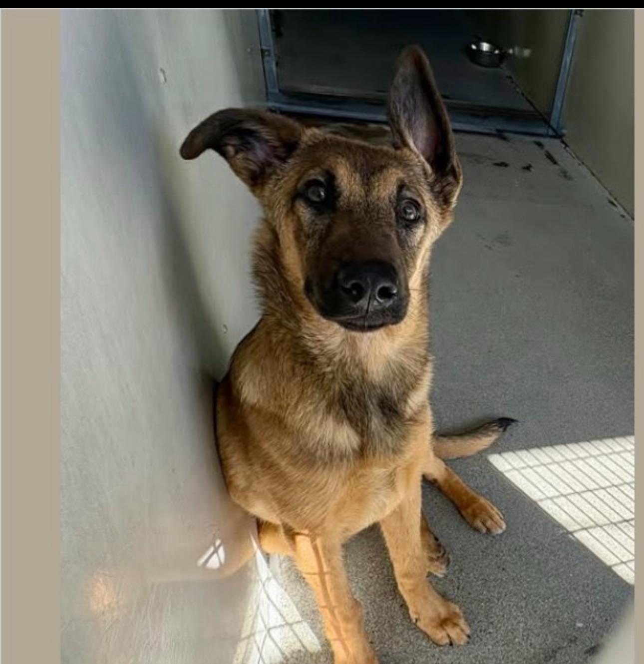 Enlarge Cheyenne, a ADOPTABLE German Shepherd Dog in Brookfield, CT image 3/6