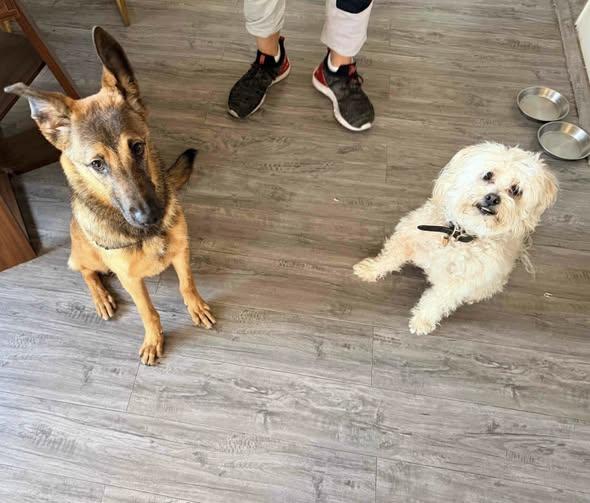 Enlarge Cheyenne, a ADOPTABLE German Shepherd Dog in Brookfield, CT image 5/6