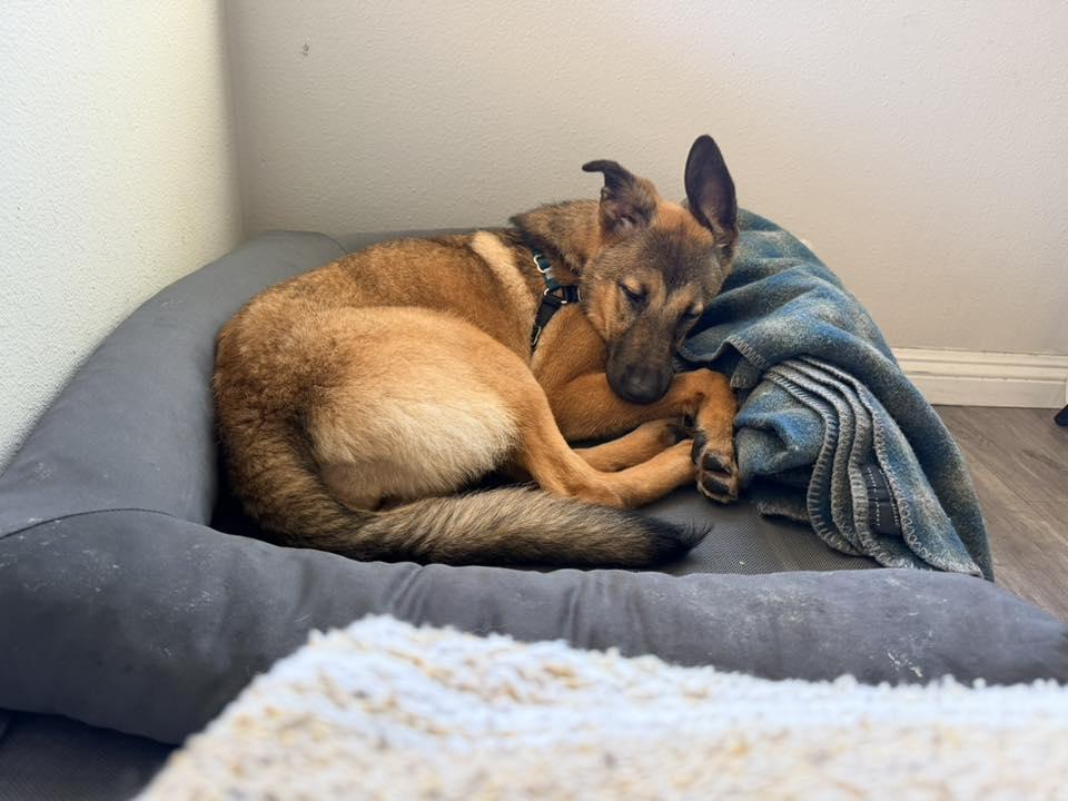 Enlarge Cheyenne, a ADOPTABLE German Shepherd Dog in Brookfield, CT image 4/6