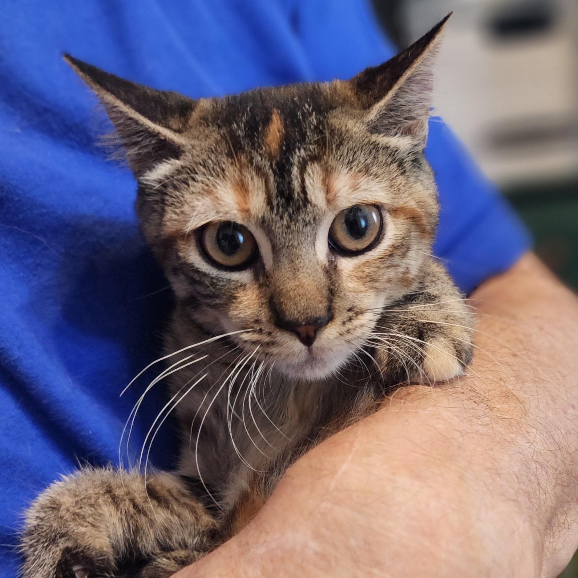 Claudia, Adoptable, Kitten Female Domestic Short Hair.