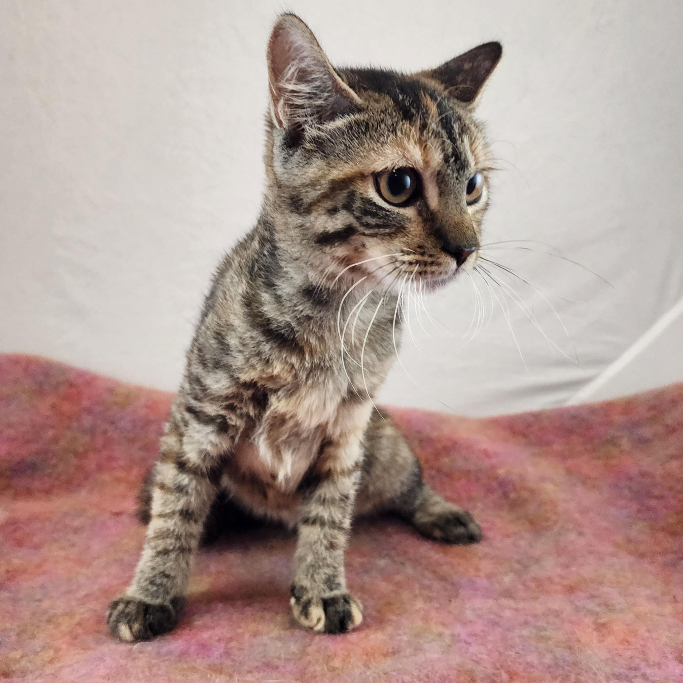 Enlarge Claudia, a Adoptable Domestic Short Hair in New York, NY image 4/6