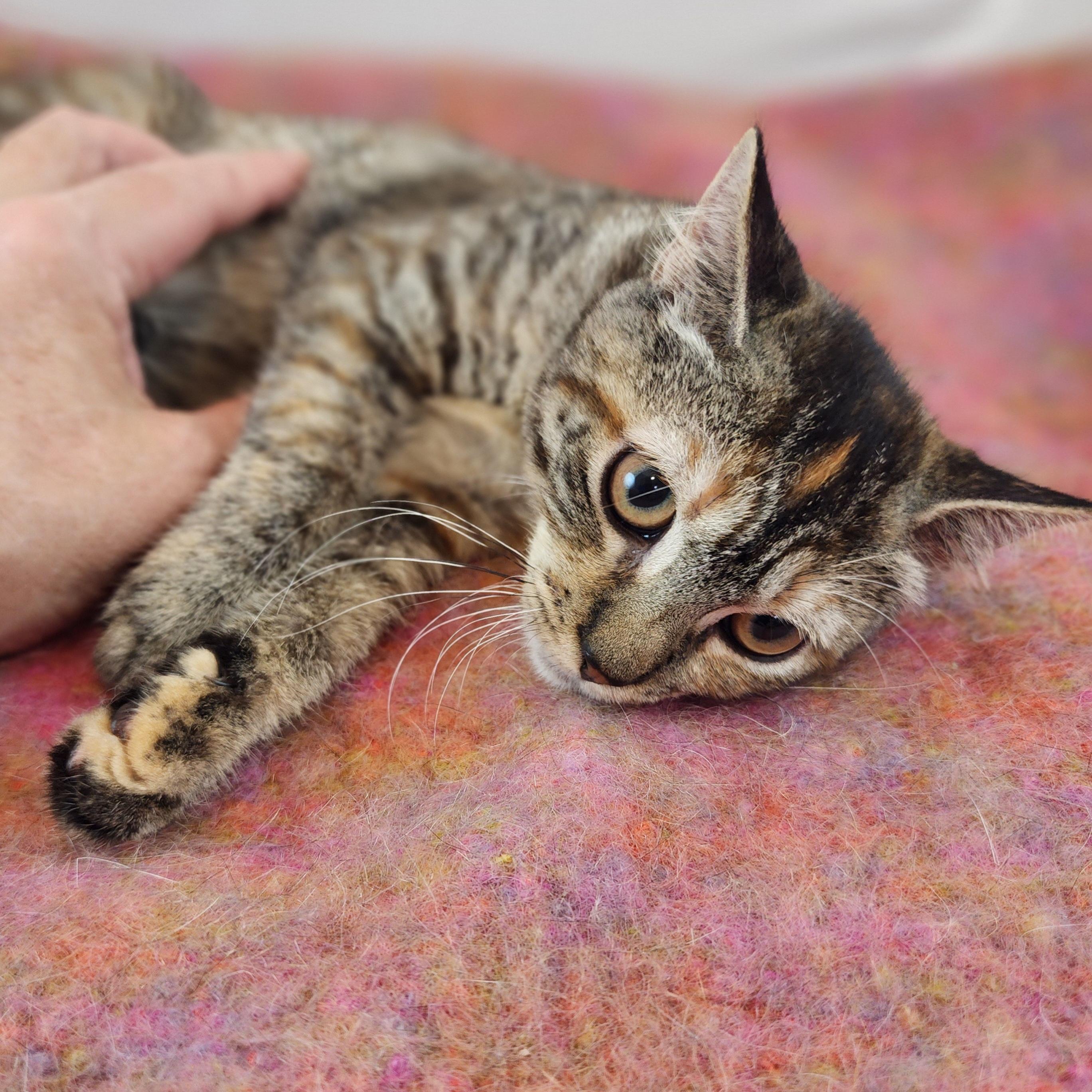 Enlarge Claudia, a Adoptable Domestic Short Hair in New York, NY image 3/6