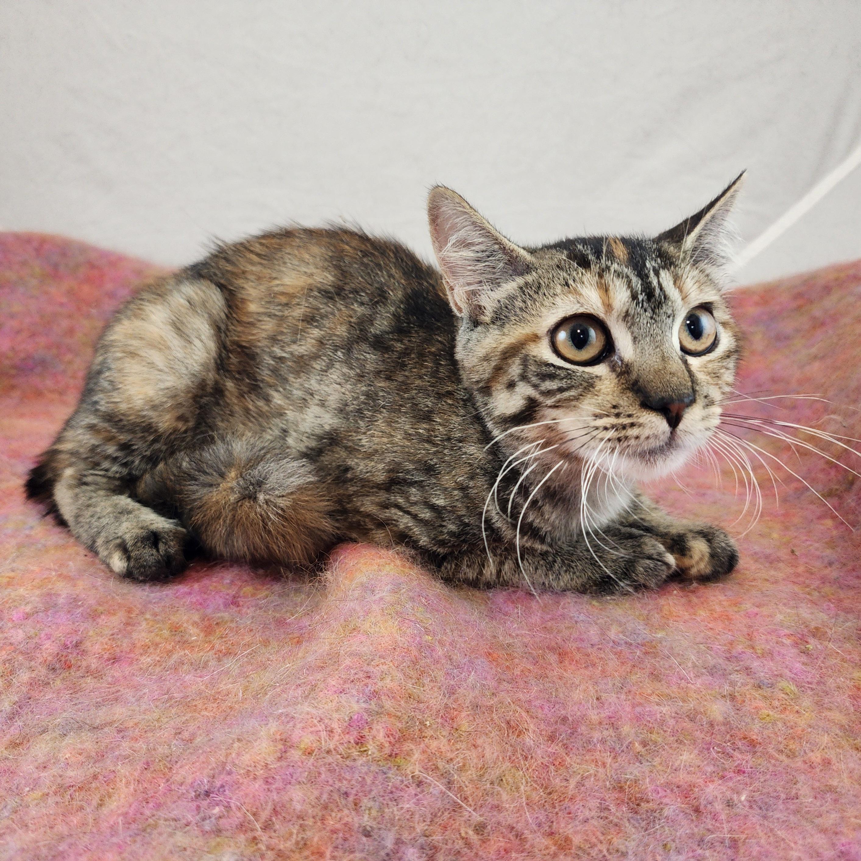 Enlarge Claudia, a Adoptable Domestic Short Hair in New York, NY image 5/6