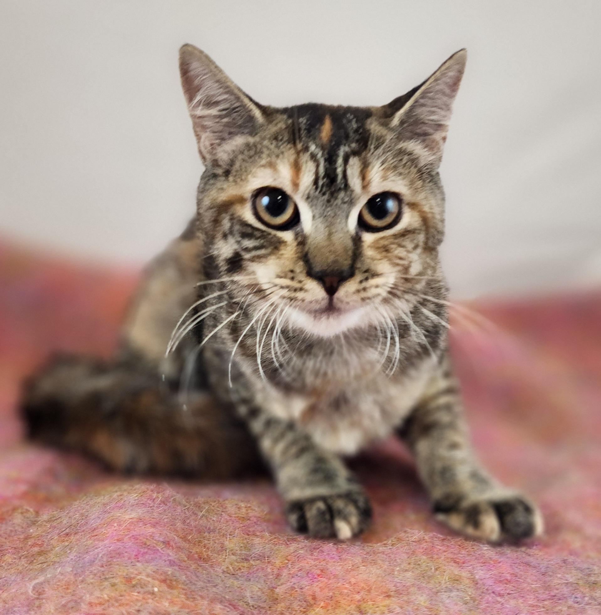 Enlarge Claudia, a Adoptable Domestic Short Hair in New York, NY image 2/6