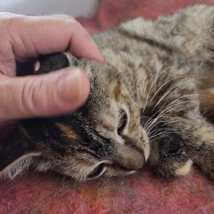 Enlarge Claudia, a Adoptable Domestic Short Hair in New York, NY video 6/6