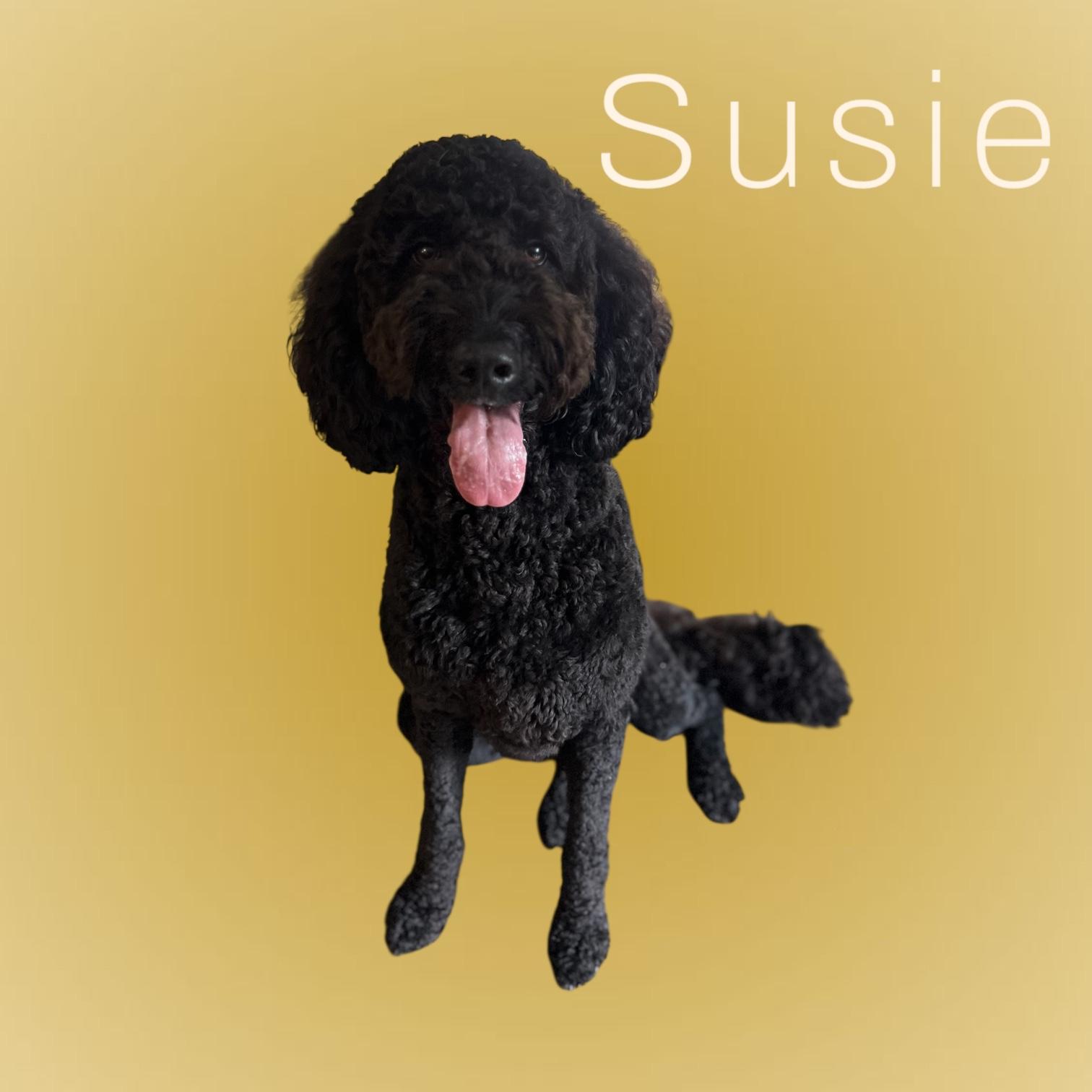 Susie, Adopted, Adult Female Goldendoodle.