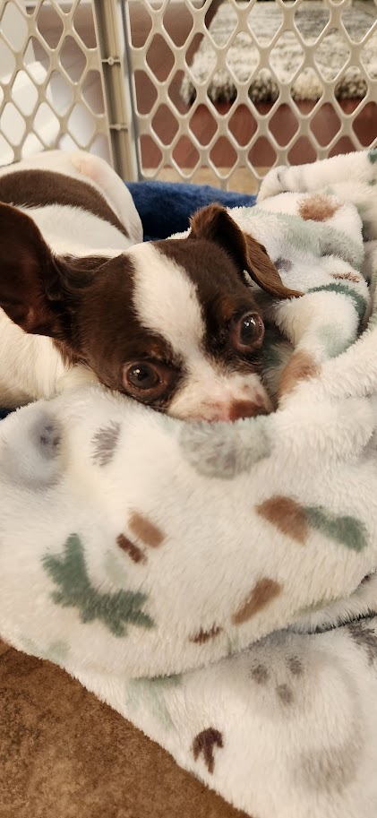 Cookie, Adopted, Adult Female Chihuahua.