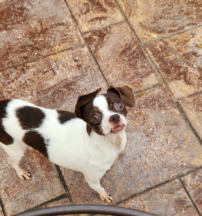 Enlarge Cookie, a Adopted Chihuahua in Streamwood, IL image 2/2