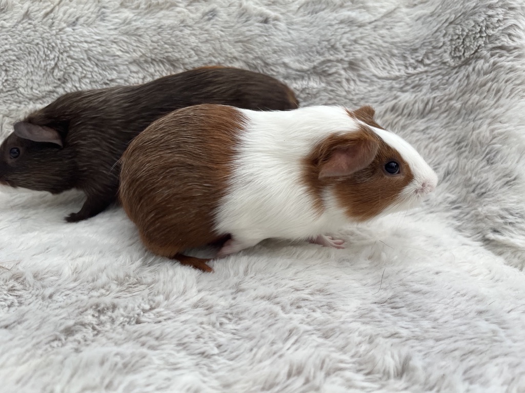 Teenie, Adopted, Baby Male Guinea Pig.