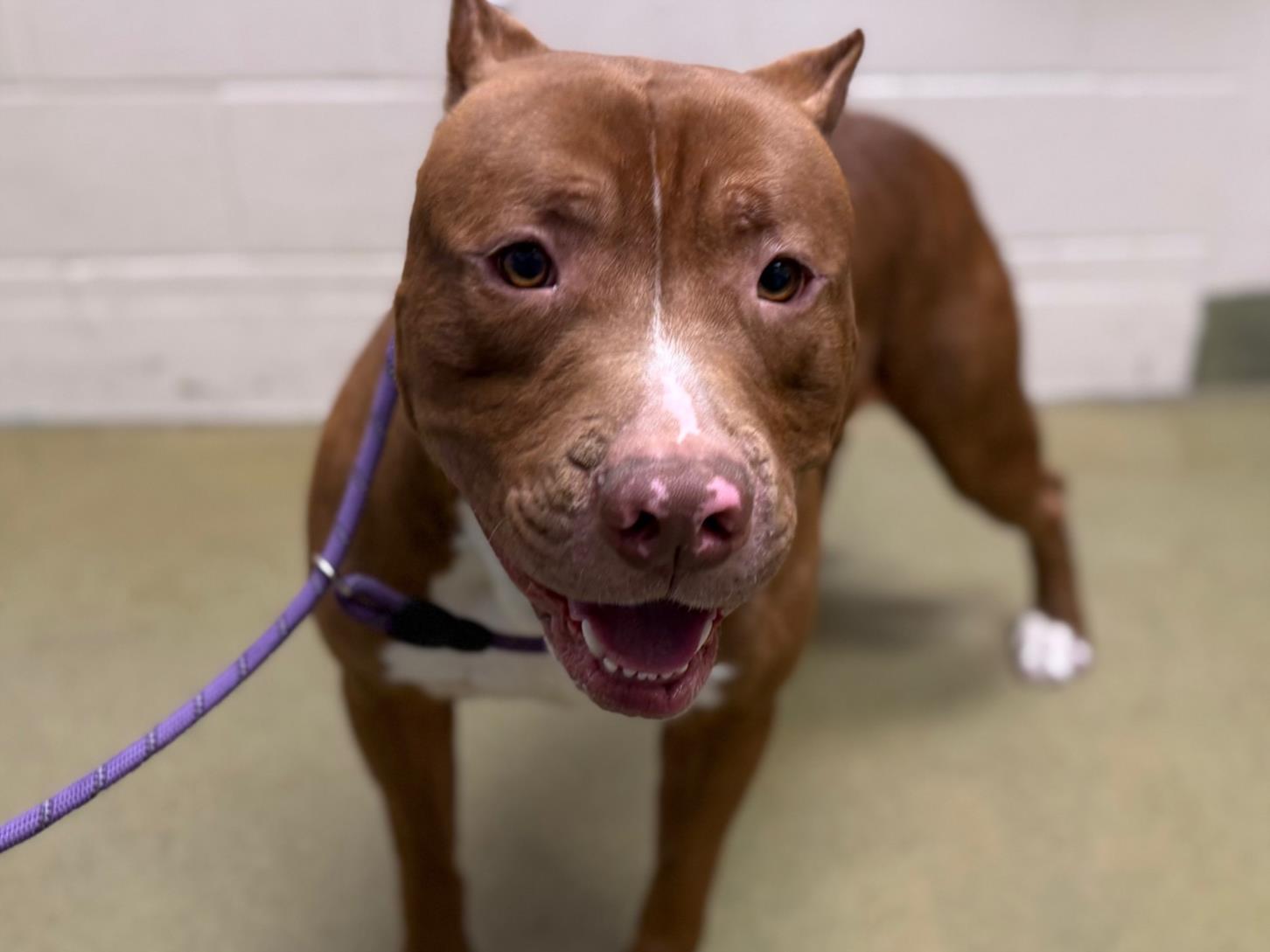 URGENT! HELP ME PLEASE! This DOG -ID#A542554