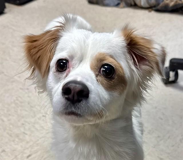 RUSSELL, Adoptable, Young Male Cardigan Welsh Corgi & Mixed Breed.
