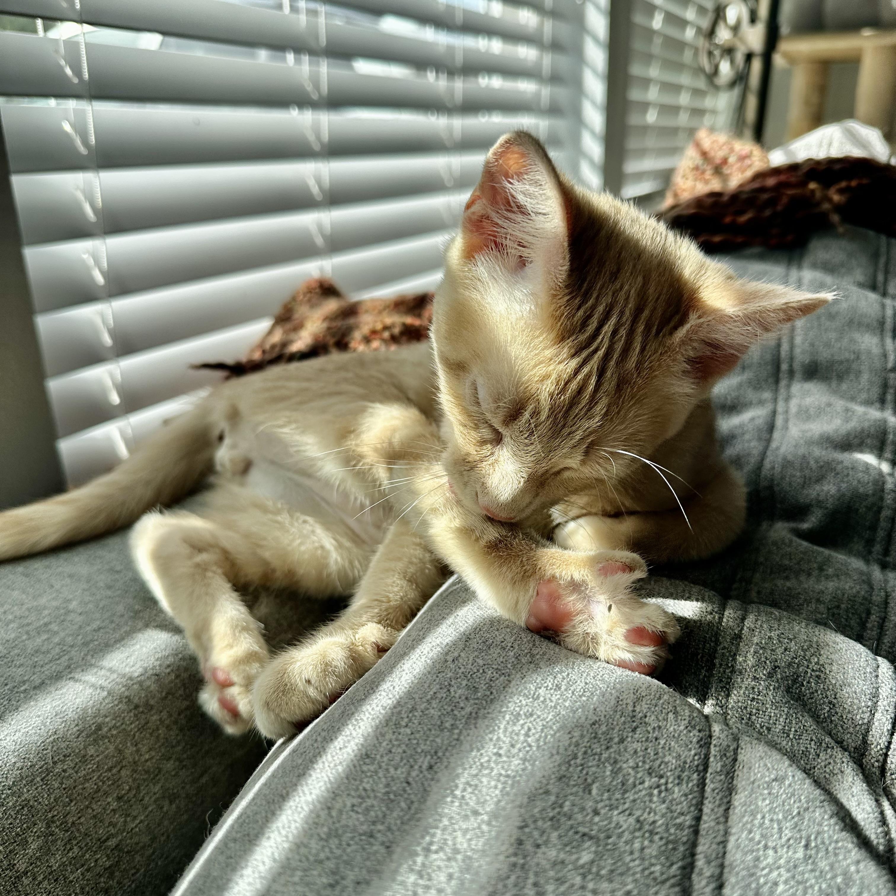 Enlarge Wylde - (ab), a Adoptable Domestic Short Hair in Burlington, WA image 5/5