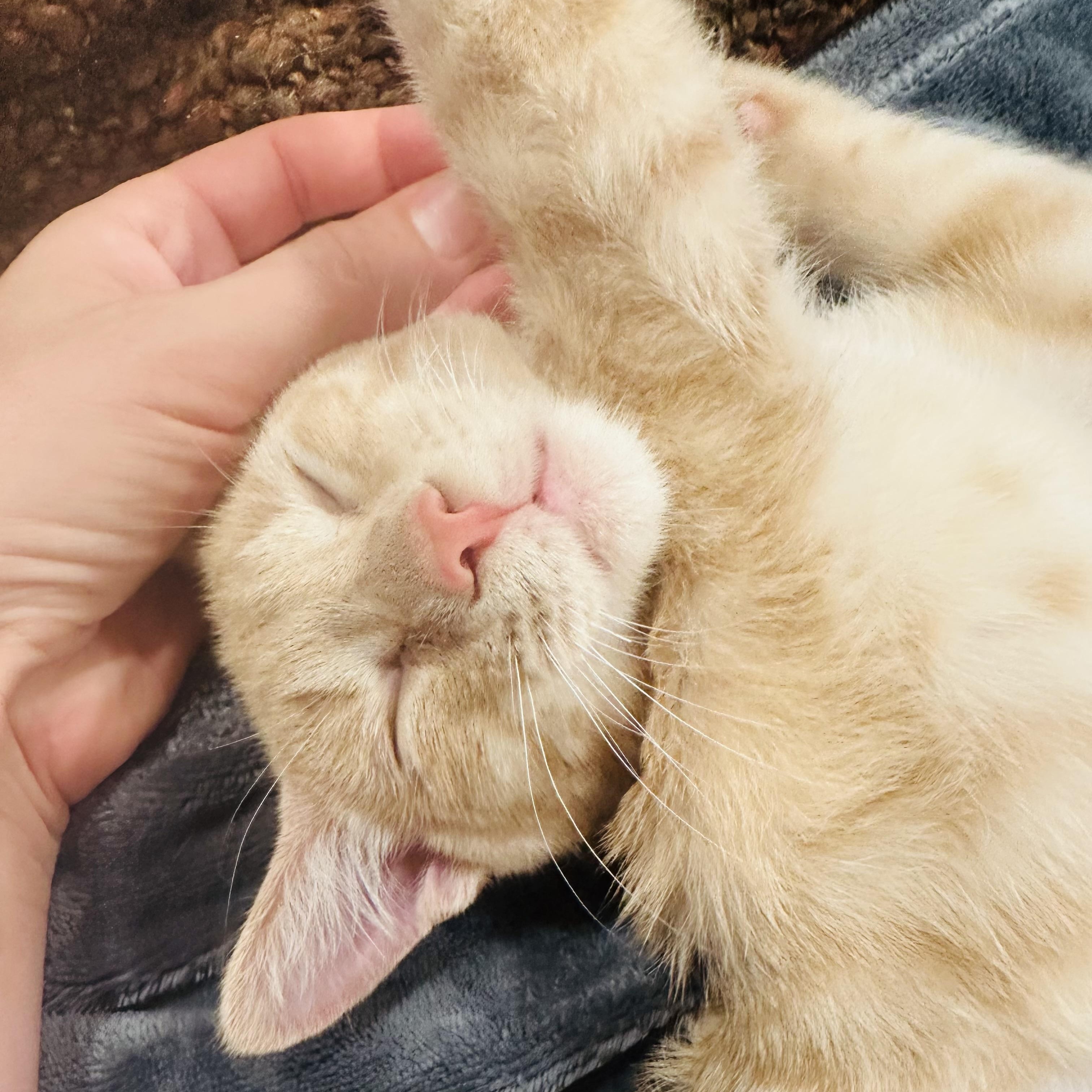 Wylde - (ab), Adoptable, Kitten Male Domestic Short Hair.
