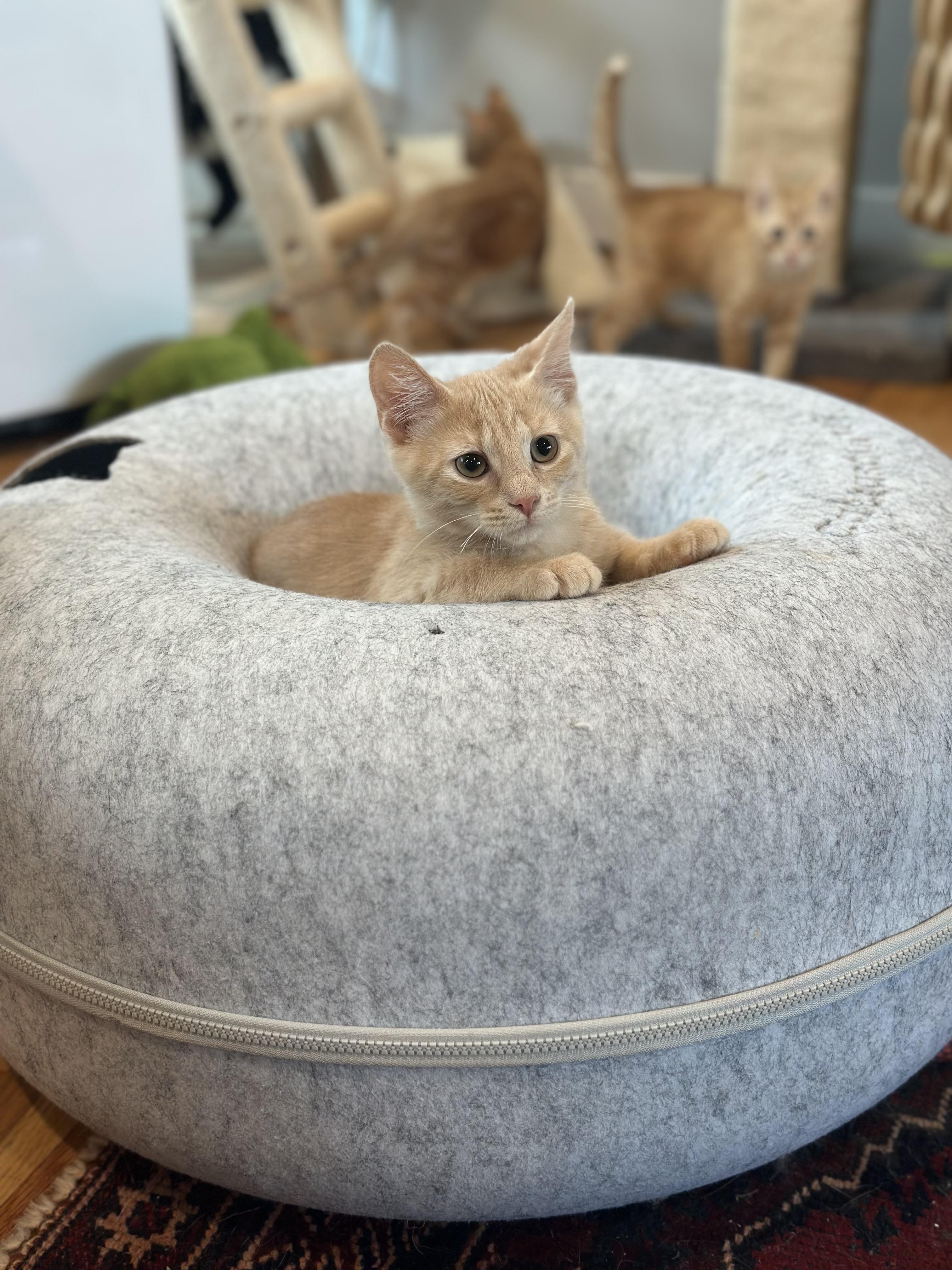 Enlarge Wylde - (ab), a Adoptable Domestic Short Hair in Burlington, WA image 2/5