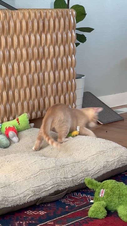 Enlarge Wylde - (ab), a Adoptable Domestic Short Hair in Burlington, WA video 4/5