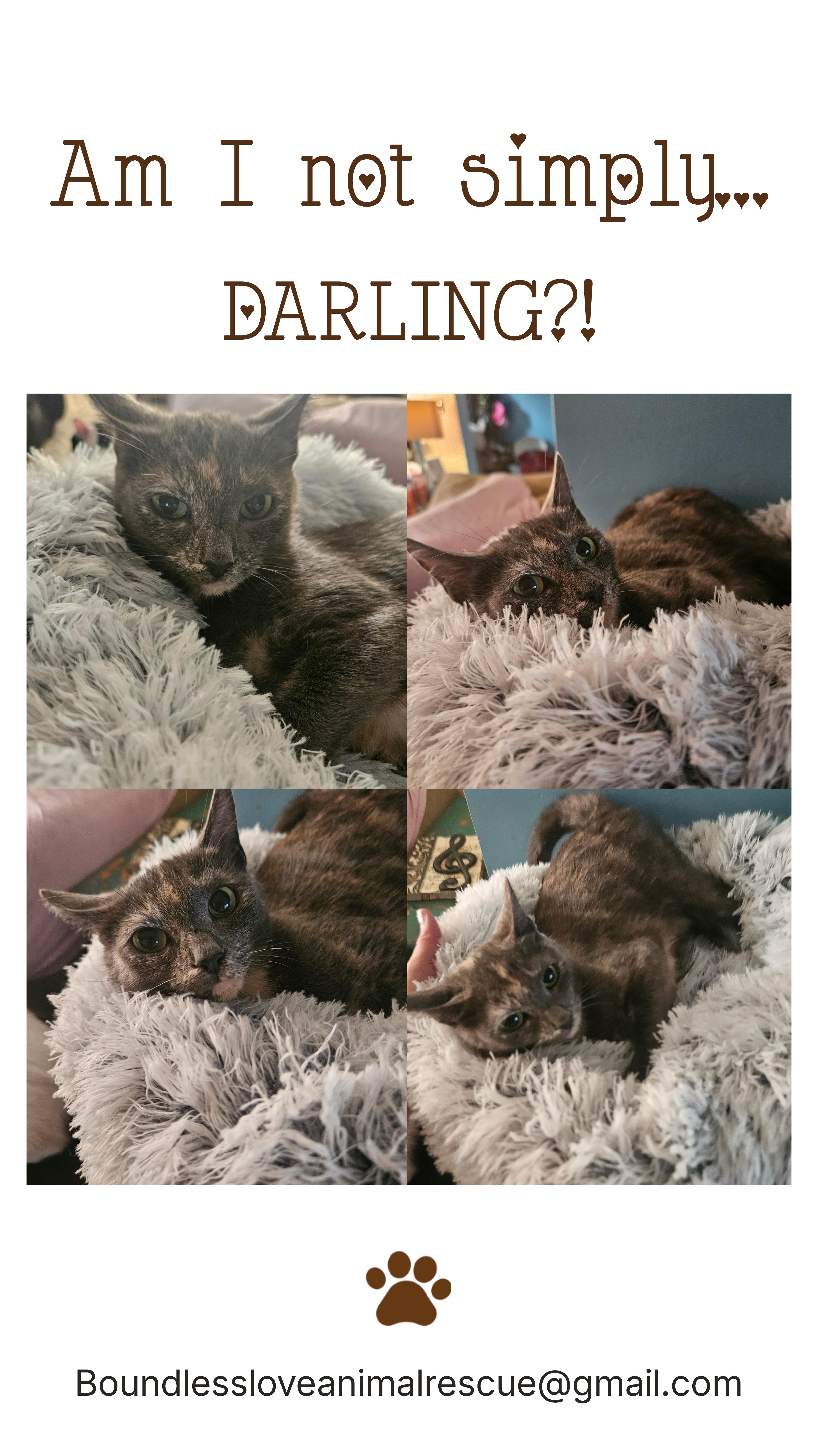 Darling, Adoptable, Adult Female Domestic Short Hair.