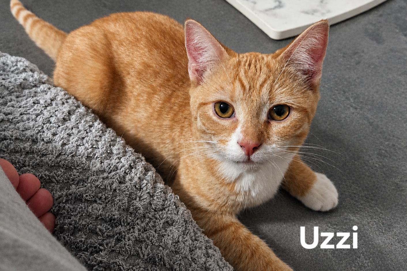 Uzzi, ADOPTABLE, Kitten Female Domestic Short Hair.