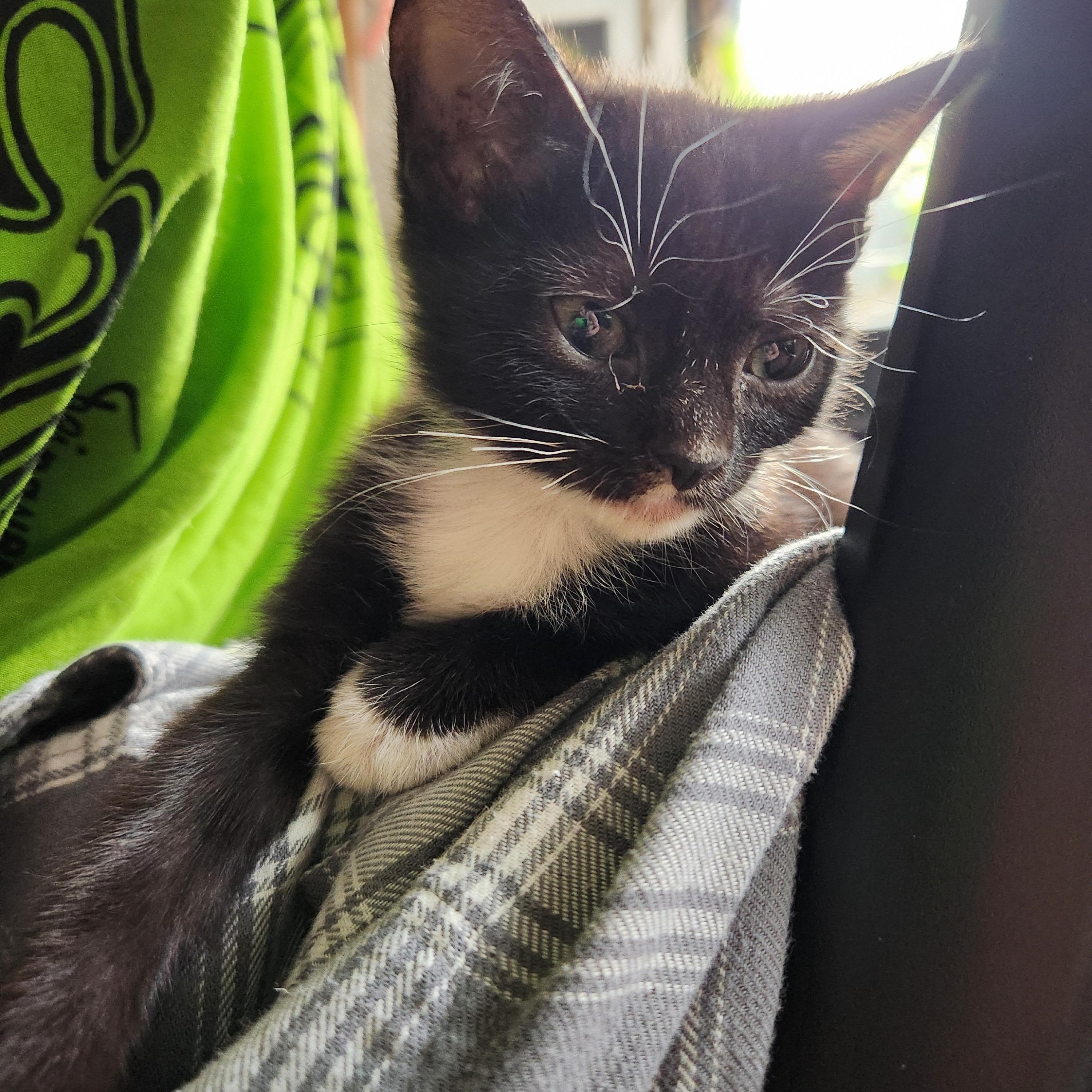 Enlarge Pepsi - Must be adopted with a sibling, an adopted Domestic Short Hair in Hillsboro, OR image 2/4