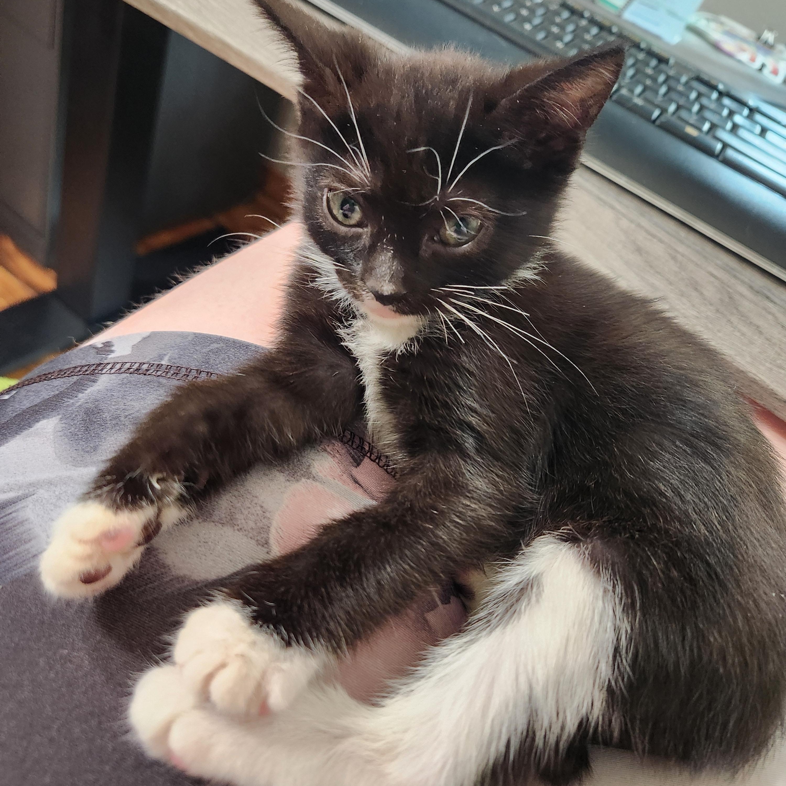 Pepsi - Must be adopted with a sibling, adopted, Kitten Female Domestic Short Hair.