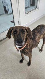 Enlarge Leona, an adopted Mixed Breed in Manitowoc, WI image 1/1