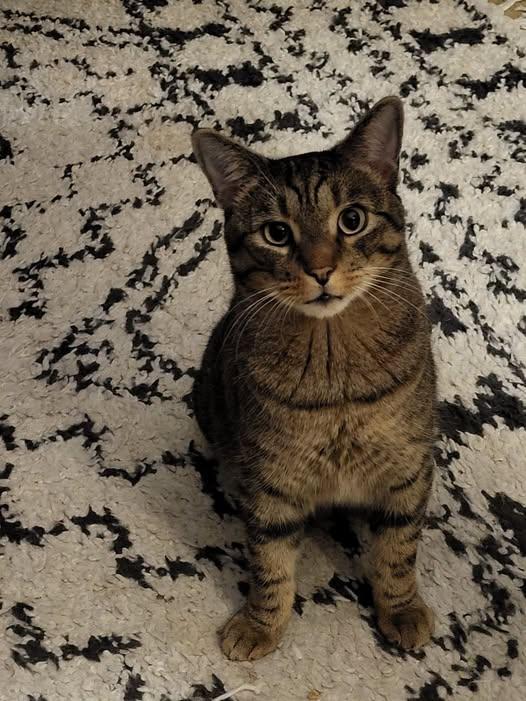 Jack, adopted, Adult Male Domestic Short Hair.
