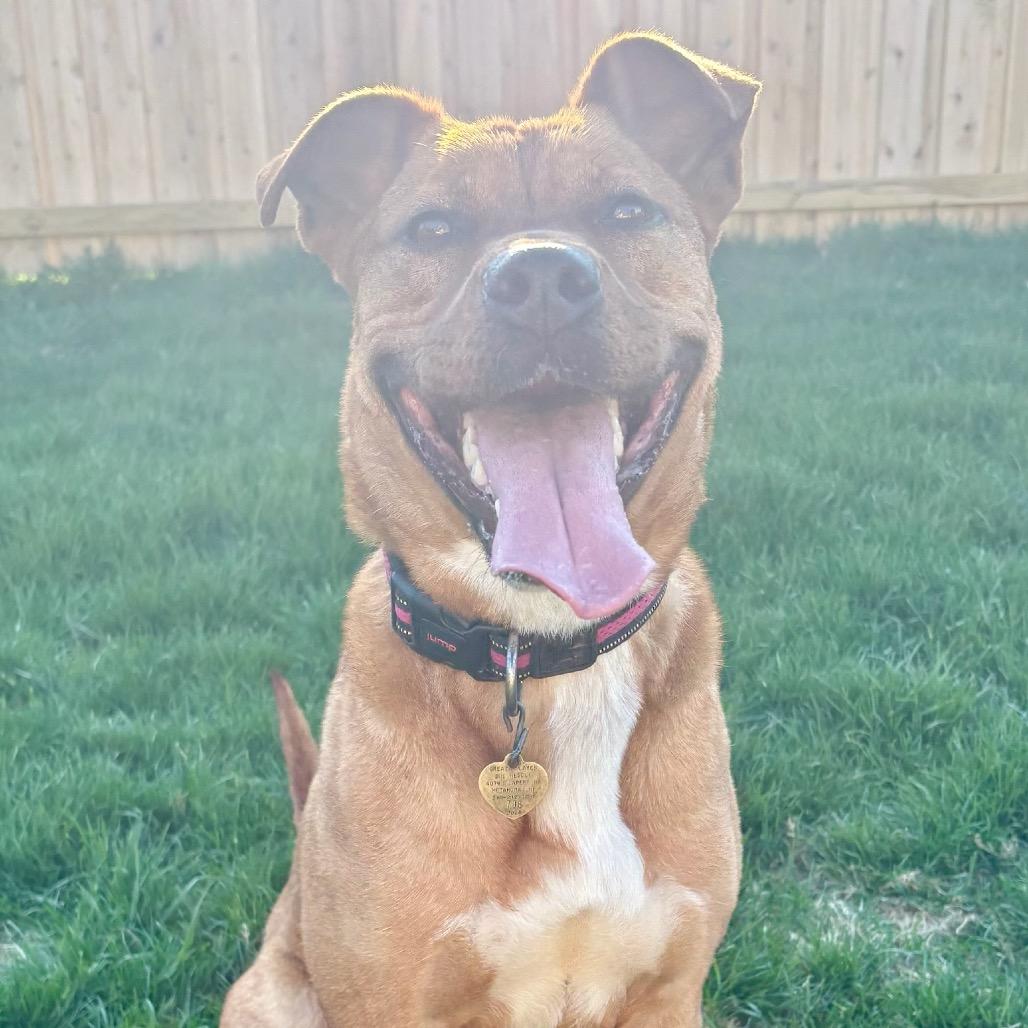 Jenny, a Adoptable mixed breed in Metamora, MI image 1/6