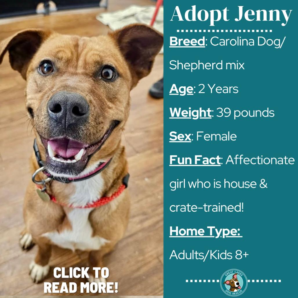 Enlarge Jenny, a Adoptable mixed breed in Metamora, MI image 1/6