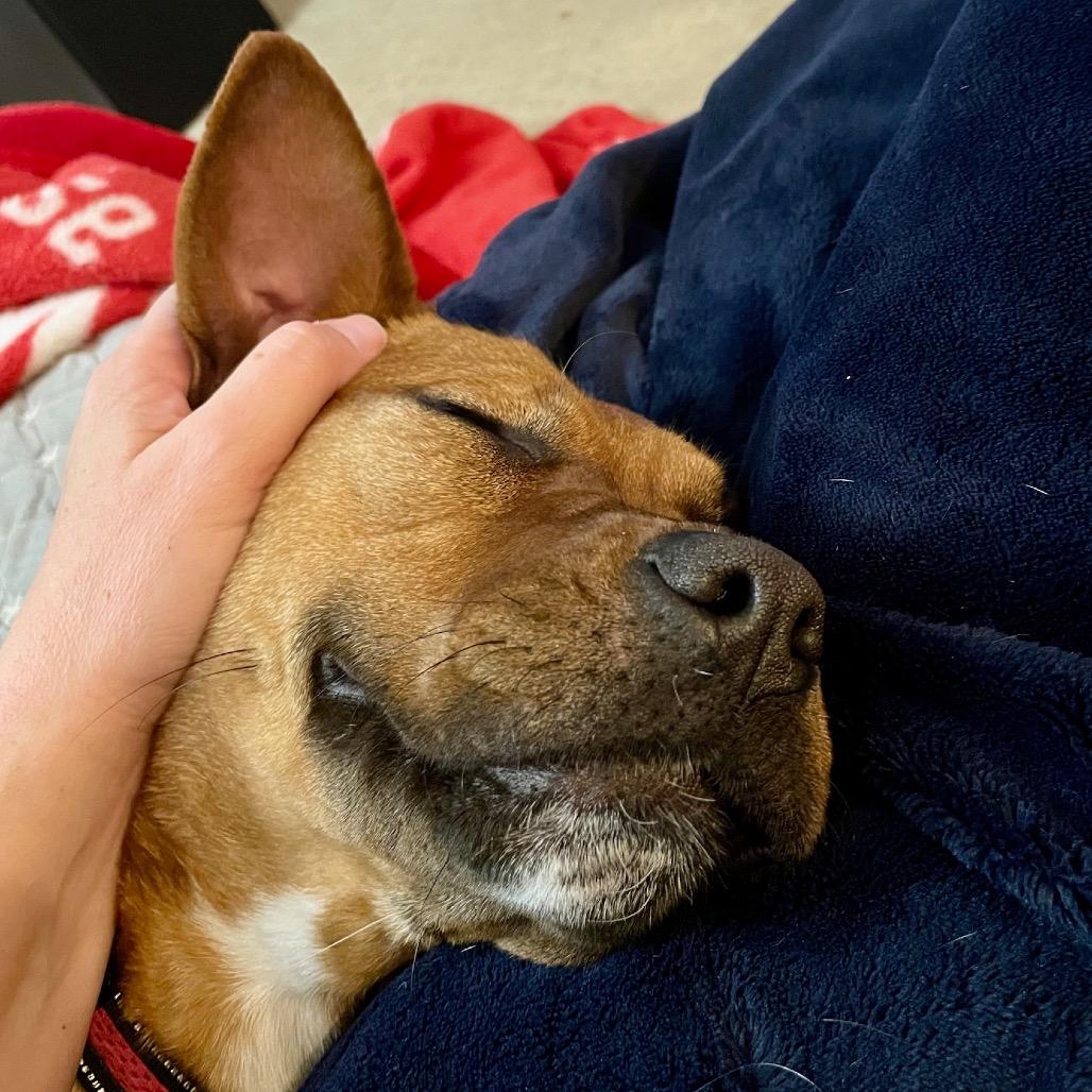 Enlarge Jenny, a Adoptable mixed breed in Metamora, MI image 2/6